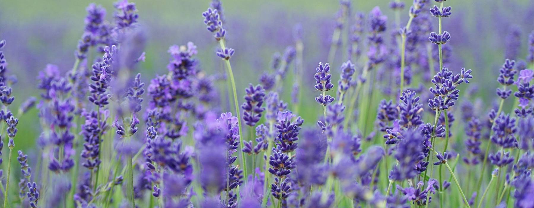 Ein weites Lavendelfeld in voller Blüte – natürliche Entspannung und beruhigender Duft.